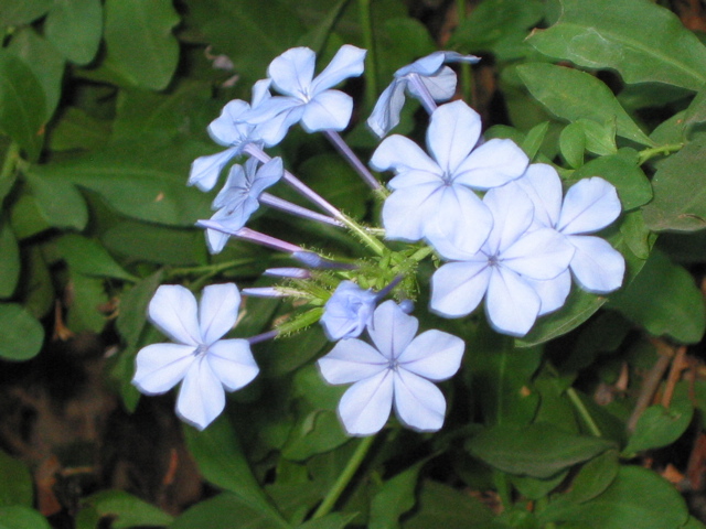 Plumbago capensis