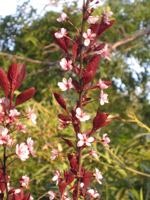 Prunus cistena