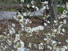 Chaenomeles japonica, white