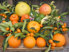 Citrus fruit, asst