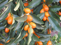 Citrus, kumquat 'Nagami'