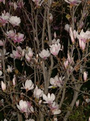 Magnolia soulangeana at night