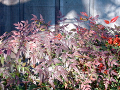 Nandina domestica, winter red foliage