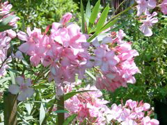Nerium oleander 'Pink Betty'