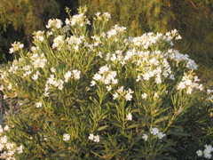 Nerium oleander Sister Agnes