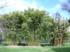 Bamboo at Capitol Park