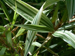 Bamboo, variegated